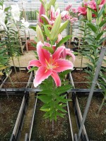 [4281 Paradero Mak No01.JPG]